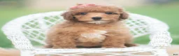 Toy Poodle dogs for sale: Mimi AKC - Ad 1