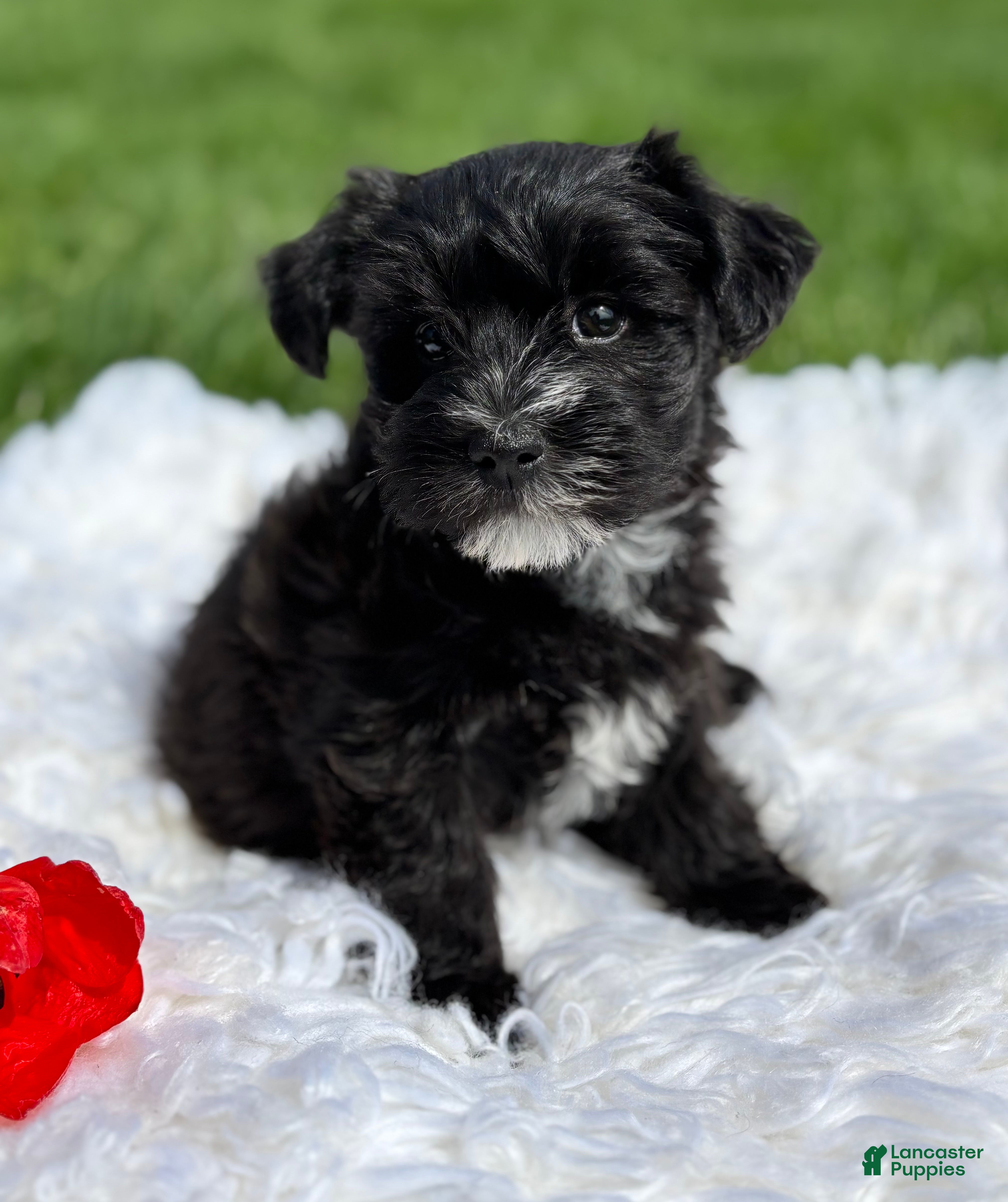 Morkie dogs D'Lynn - Ad 1