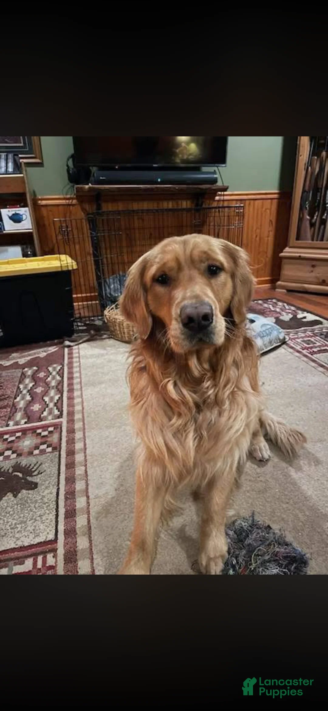 Mixed Breed dogs for sale: Green Collar Puppy - Ad 3