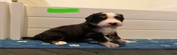 Bernese Mountain Dog dogs for sale: Green - Ad 8