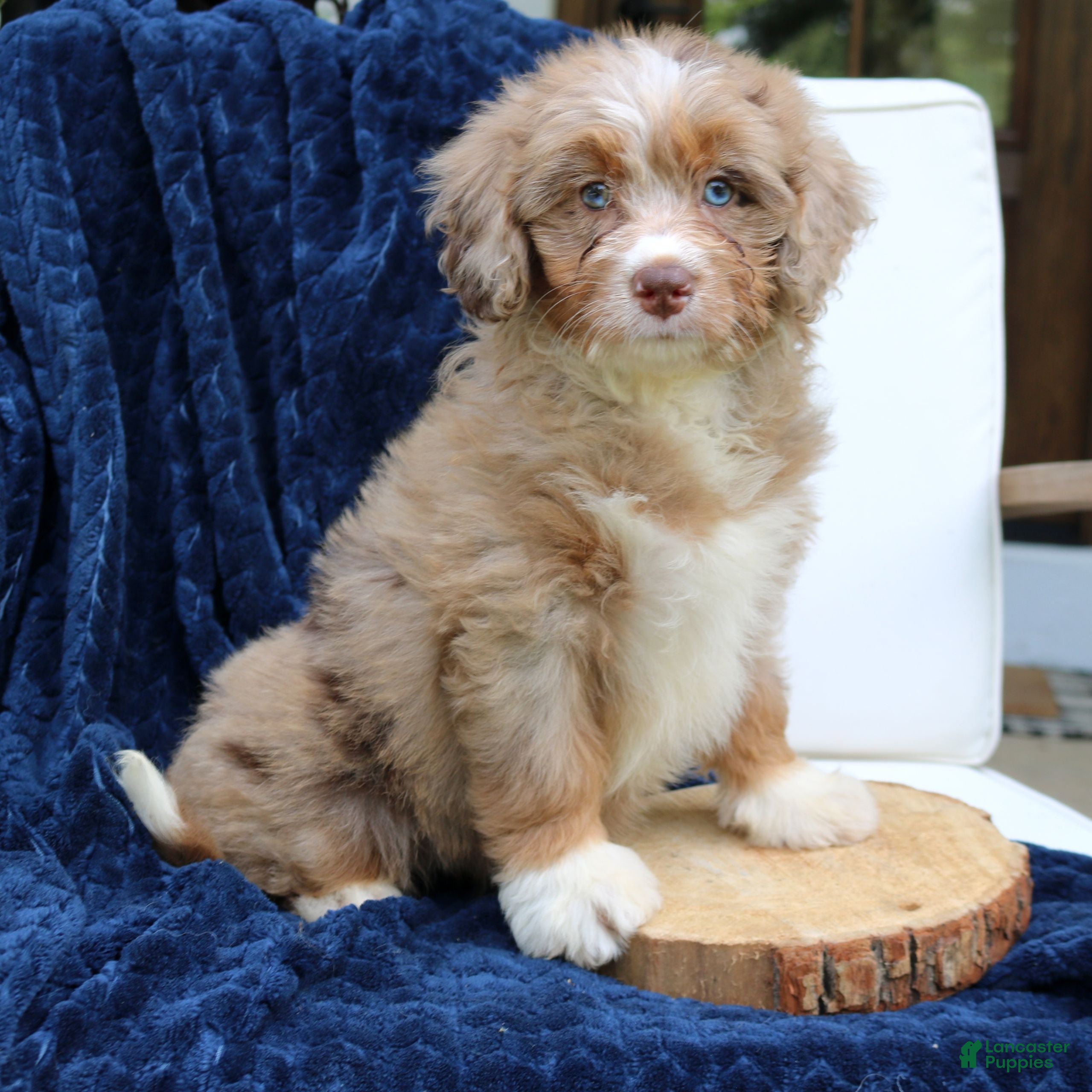 Mini Bernedoodle dogs Dakota  - Ad 2