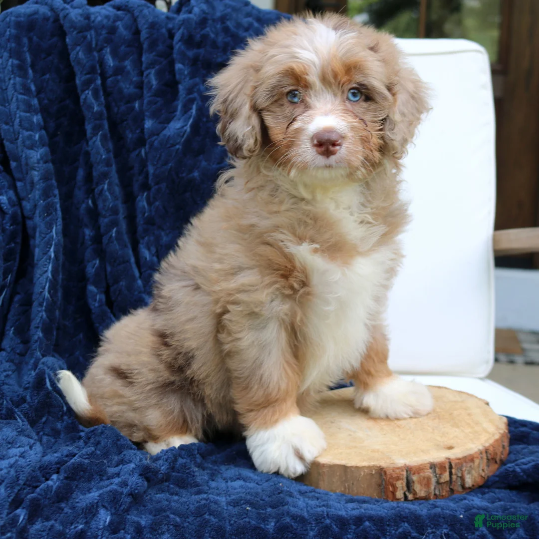 Mini Bernedoodle dogs for sale: Dakota  - Ad 2
