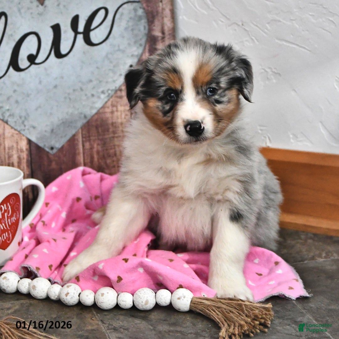 Australian Shepherd dogs for sale: Jace  - Ad 4