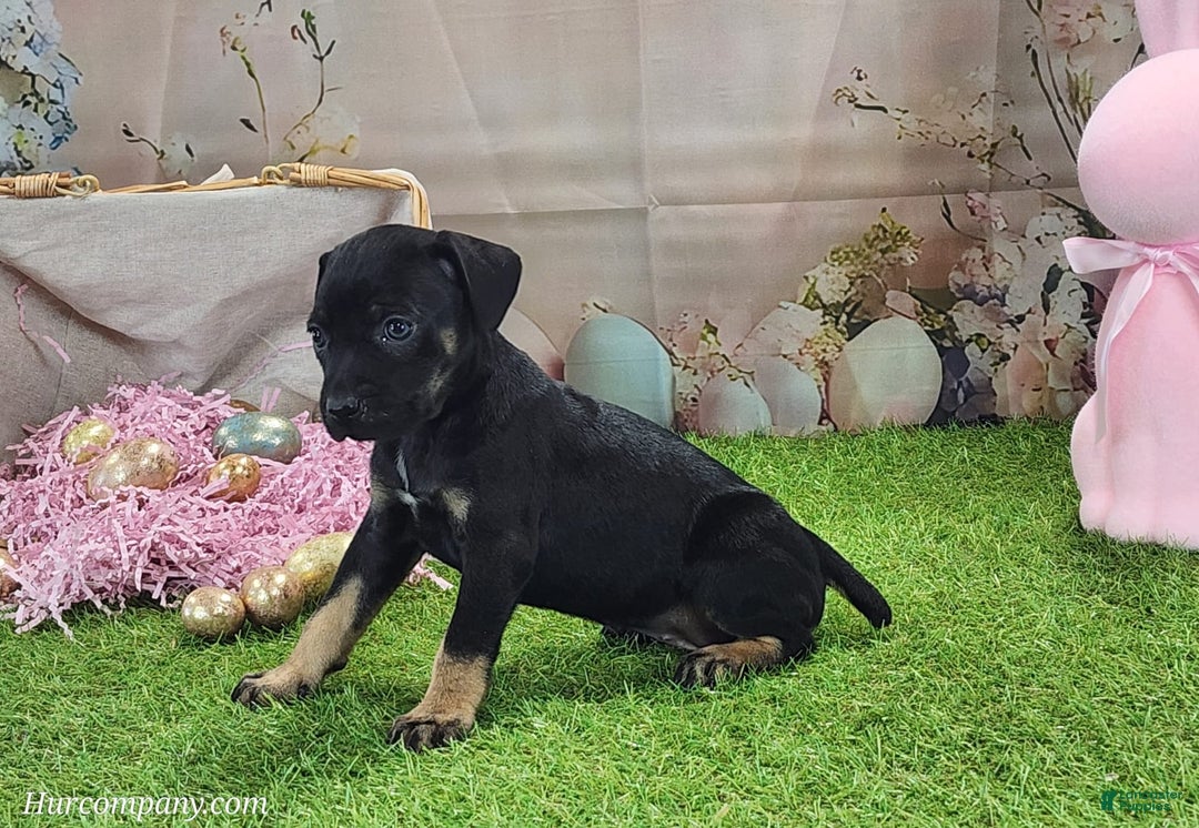 Catahoula Leopard Dog dogs for sale: Goldie 2025 F2 - Ad 5