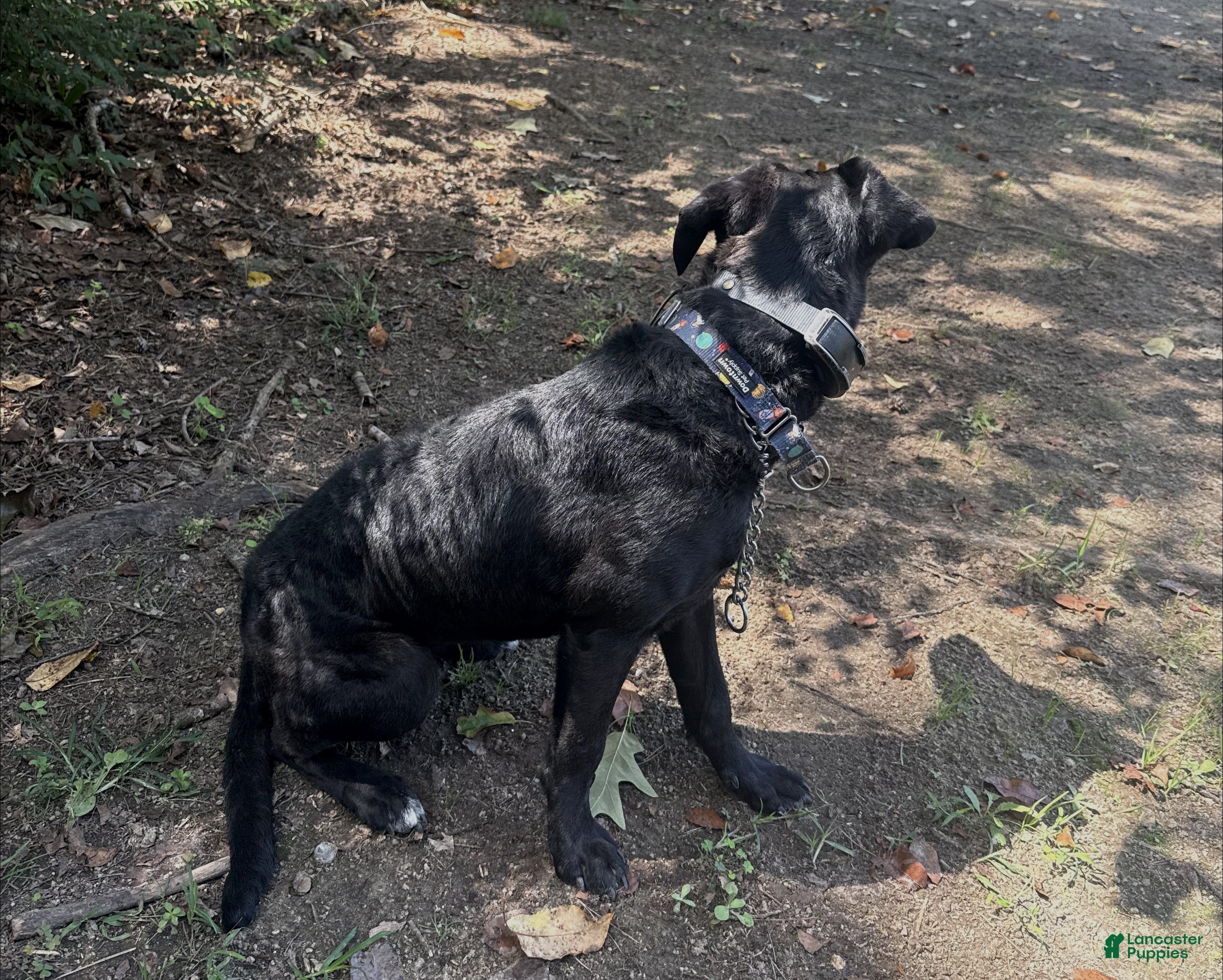 Mixed Breed dogs Annabelle - Ad 1
