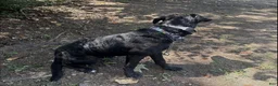 Mixed Breed dogs for sale: Annabelle - Ad 1