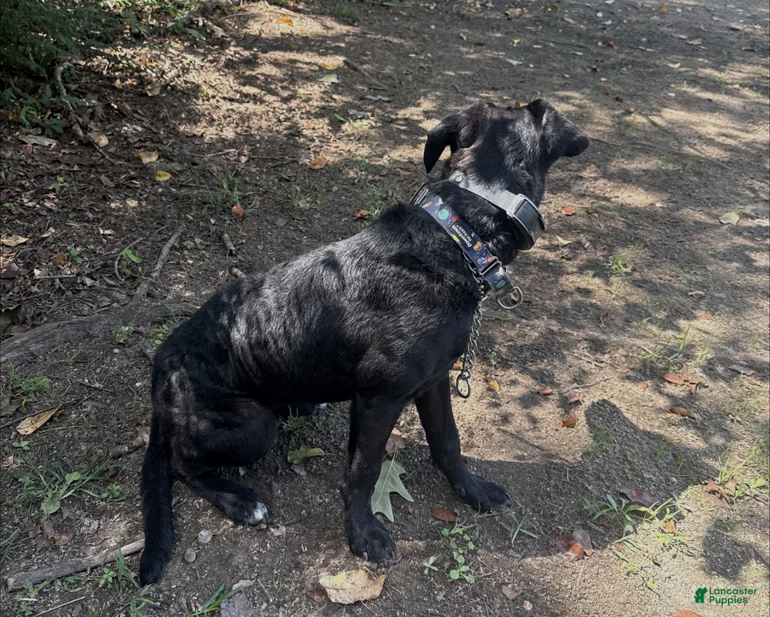 Mixed Breed dogs for sale: Annabelle - Ad 1