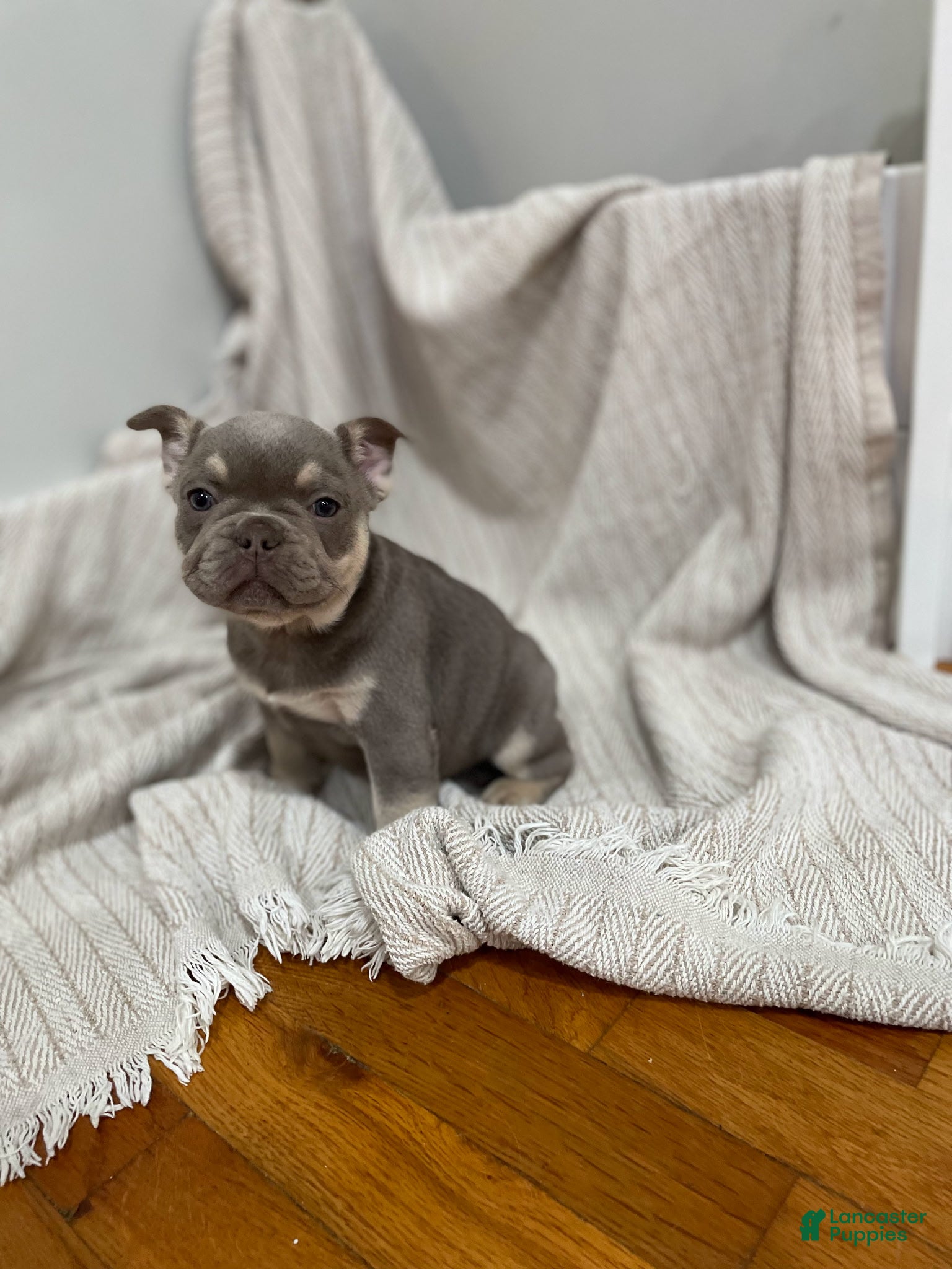 French Bulldog dogs Pluto - Ad 1