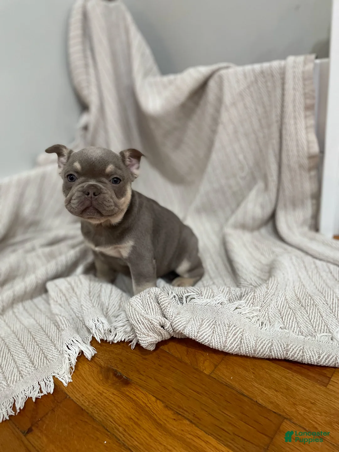 French Bulldog dogs for sale: Pluto - Ad 1