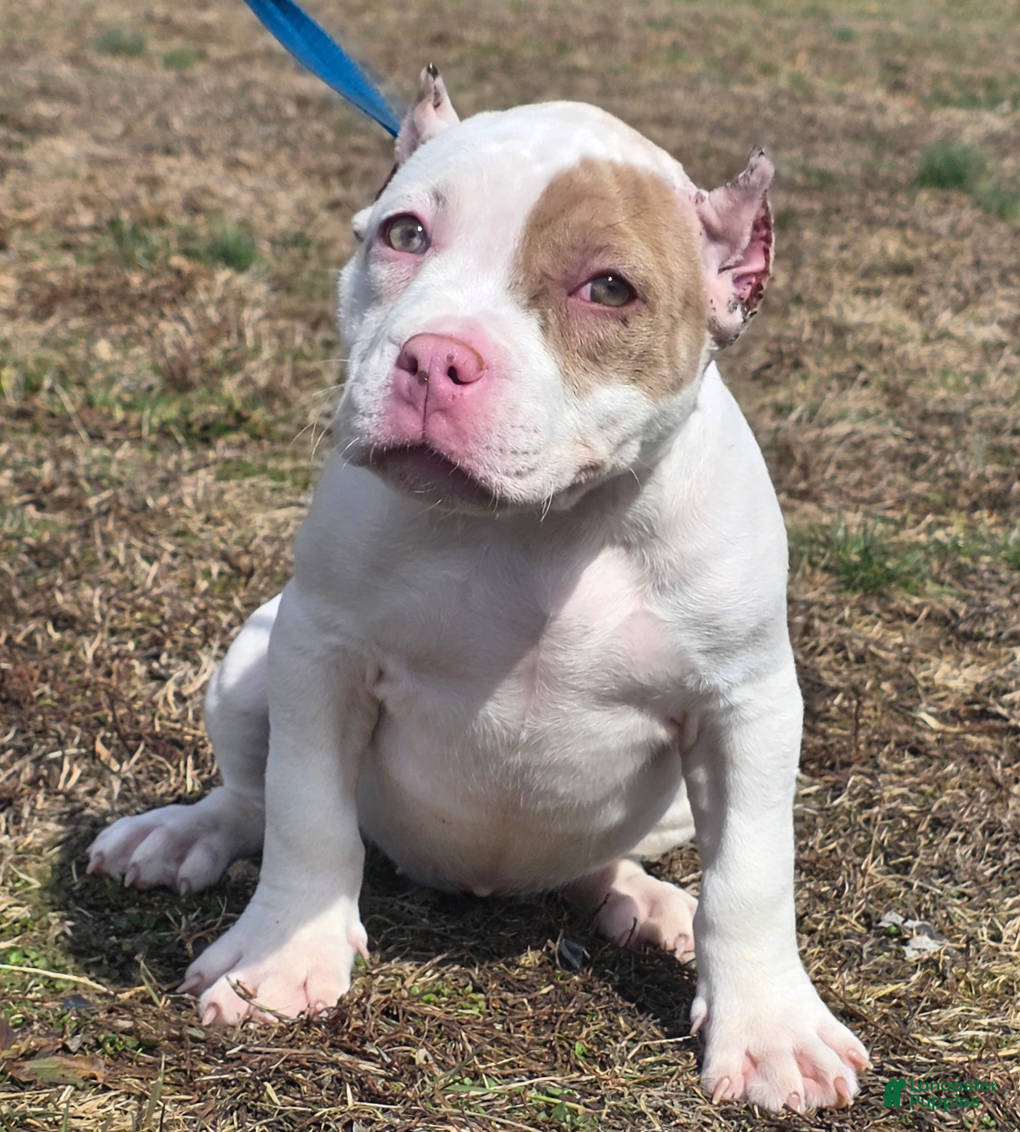 American Bully dogs Lilac Merle - Ad 1
