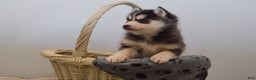 Pomsky dogs for sale: Eliana - Ad 2