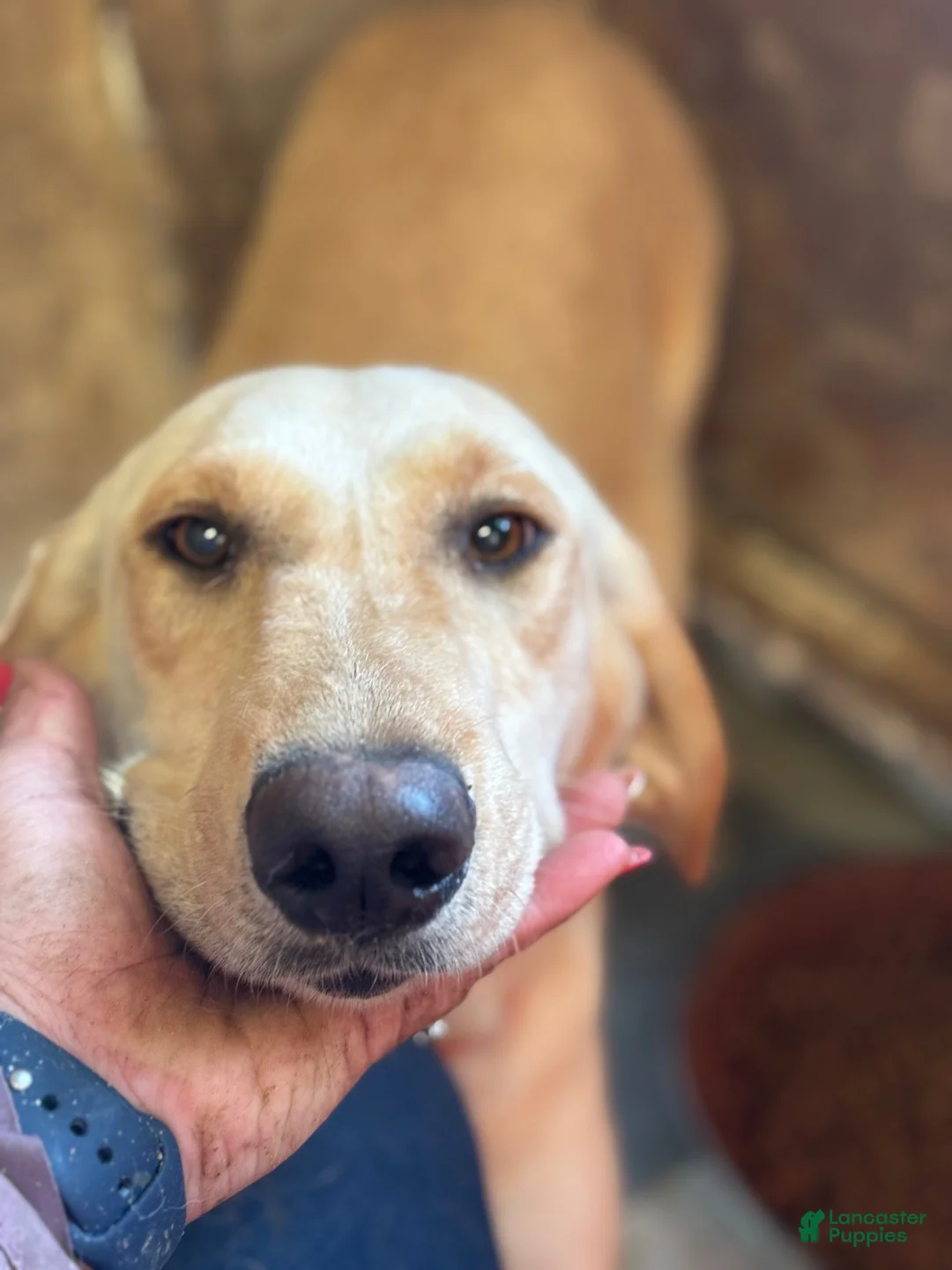 Labrador Retriever dogs for sale: Black Collar Female - Ad 2