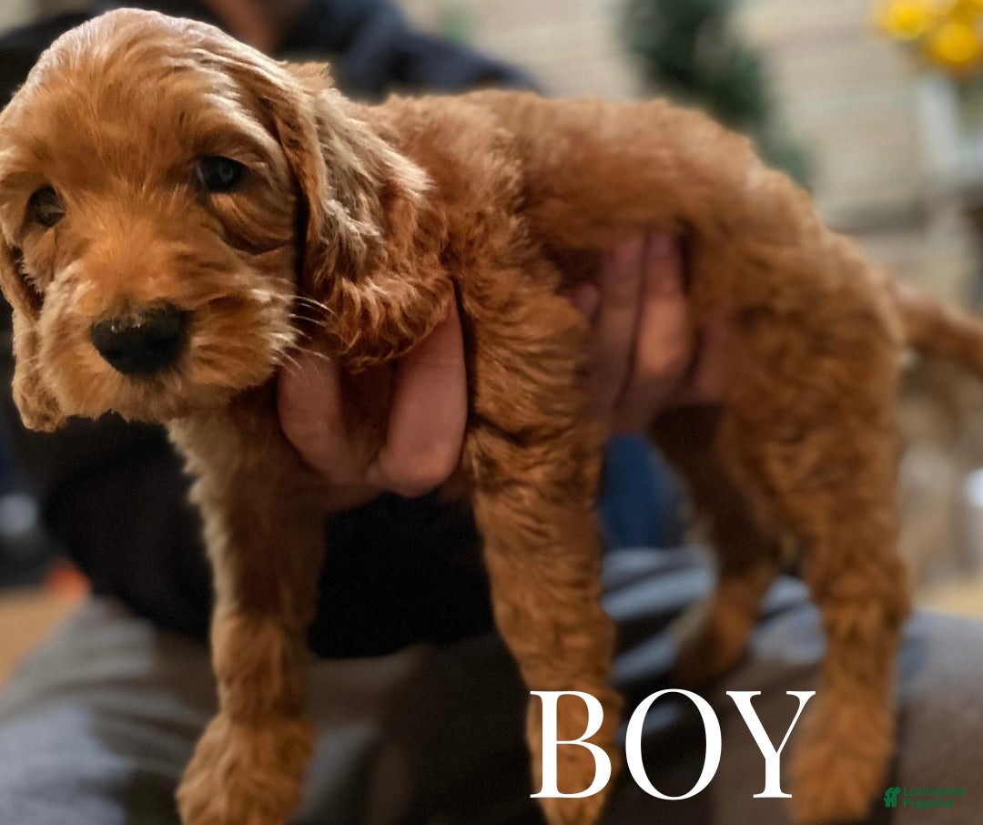 Mini Goldendoodle dogs for sale: Mini Goldendoodle Puppy 1 - Ad 2