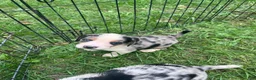 Mixed Breed dogs for sale: Male #1 - Ad 3