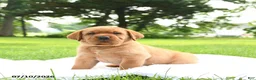 Labrador Retriever dogs for sale: Cedar - Ad 2