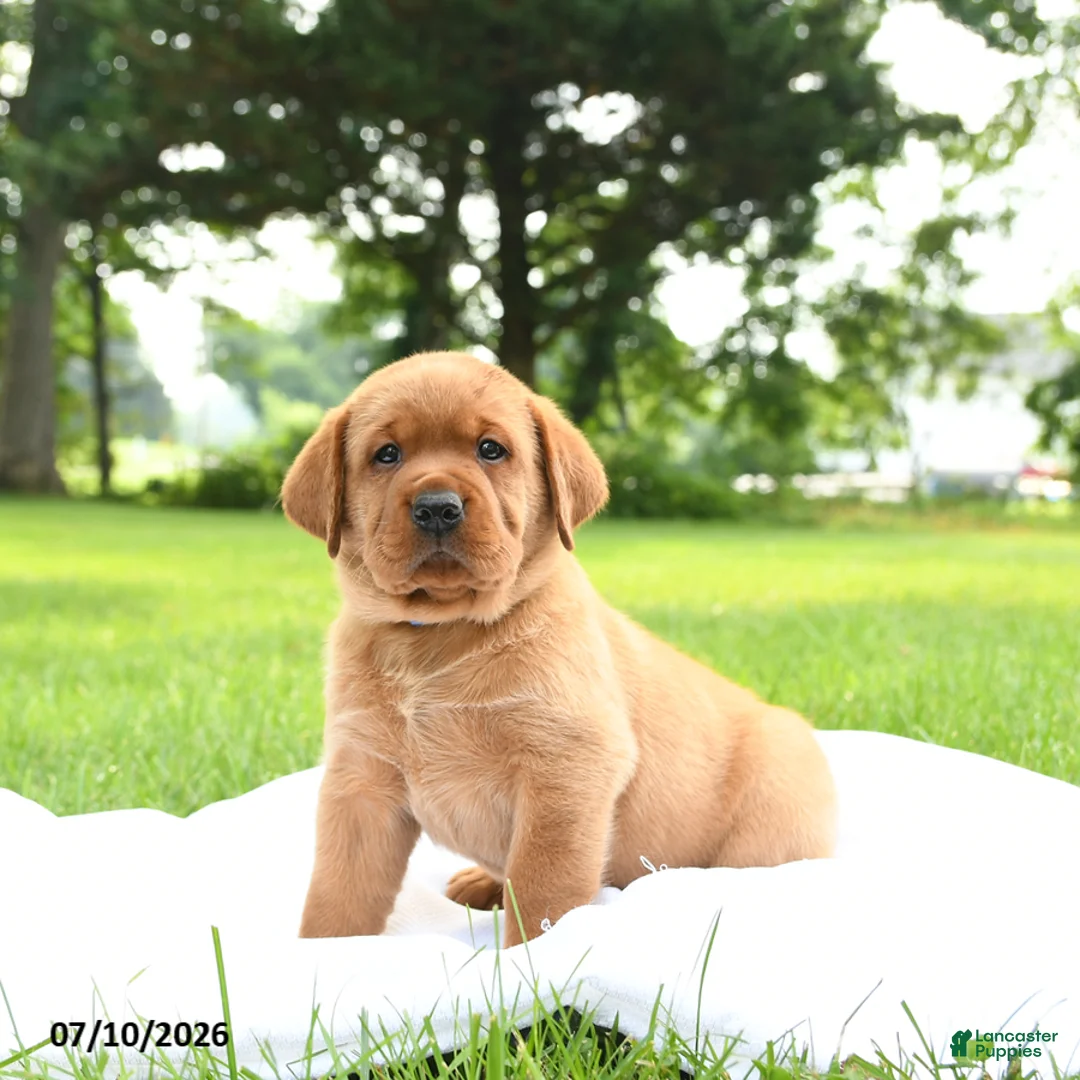 Labrador Retriever dogs for sale: Cedar - Ad 2