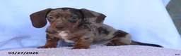 Miniature Dachshund dogs for sale: Sawyer - Ad 1