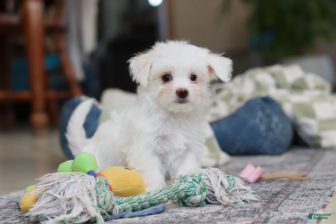 Morkie dogs for sale: Holly - Ad 10