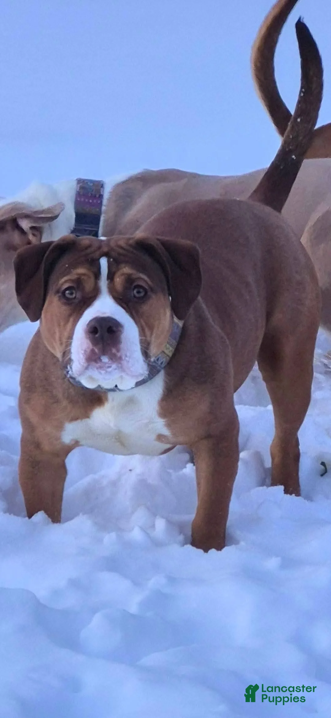 American Bully dogs for sale: Bubbles - Ad 1