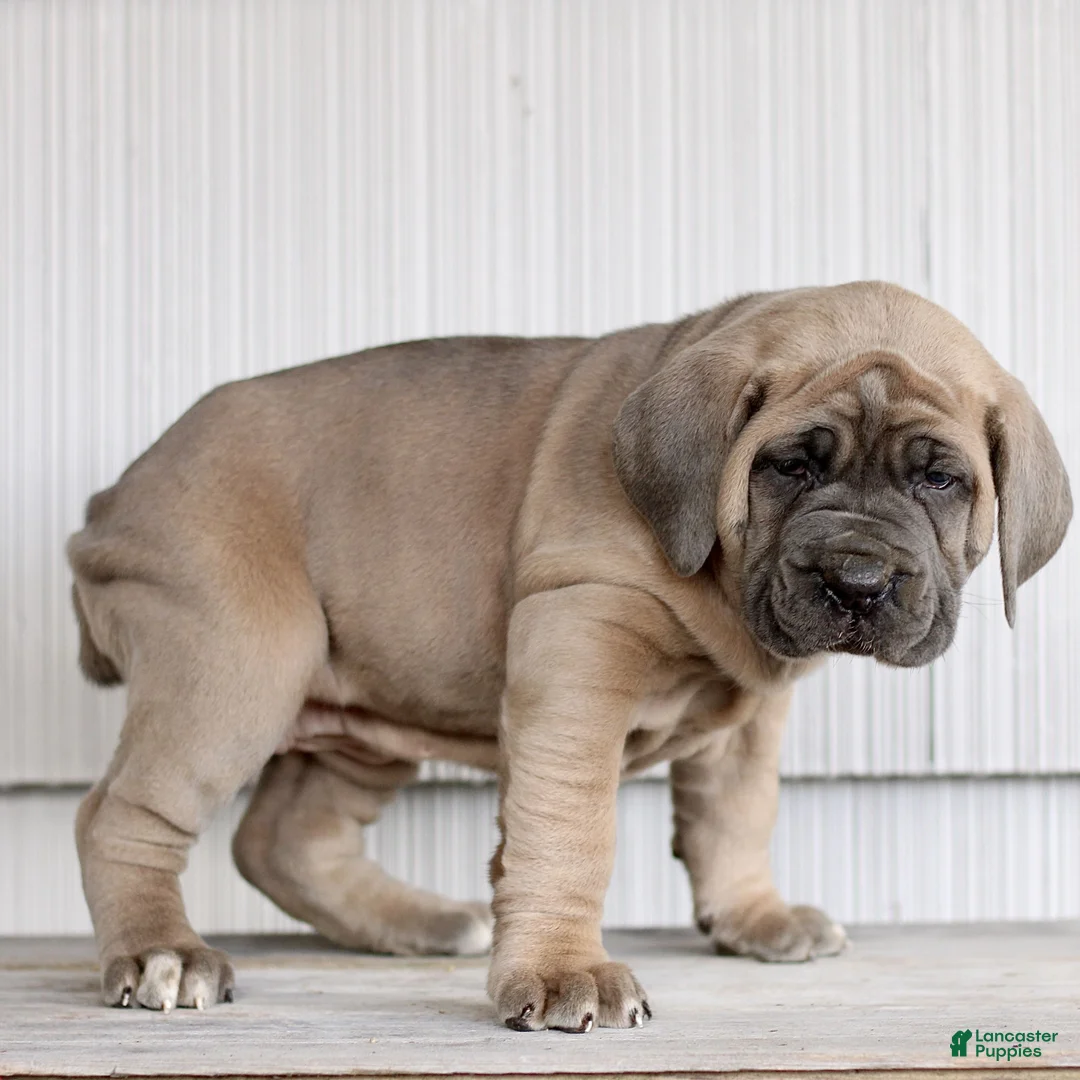 Cane Corso dogs for sale: Nova  - Ad 5