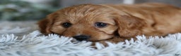 Cavapoo dogs for sale: Mochi - Ad 13