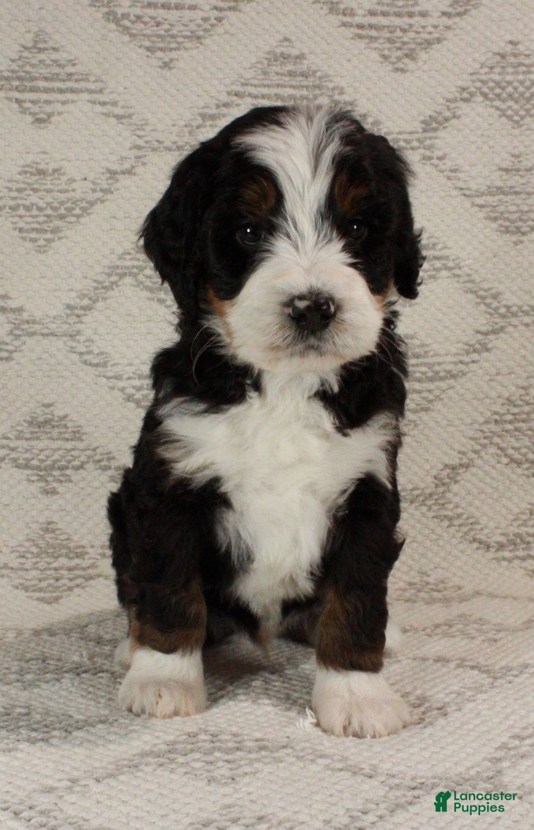Bernedoodle dogs for sale: Max - Ad 3