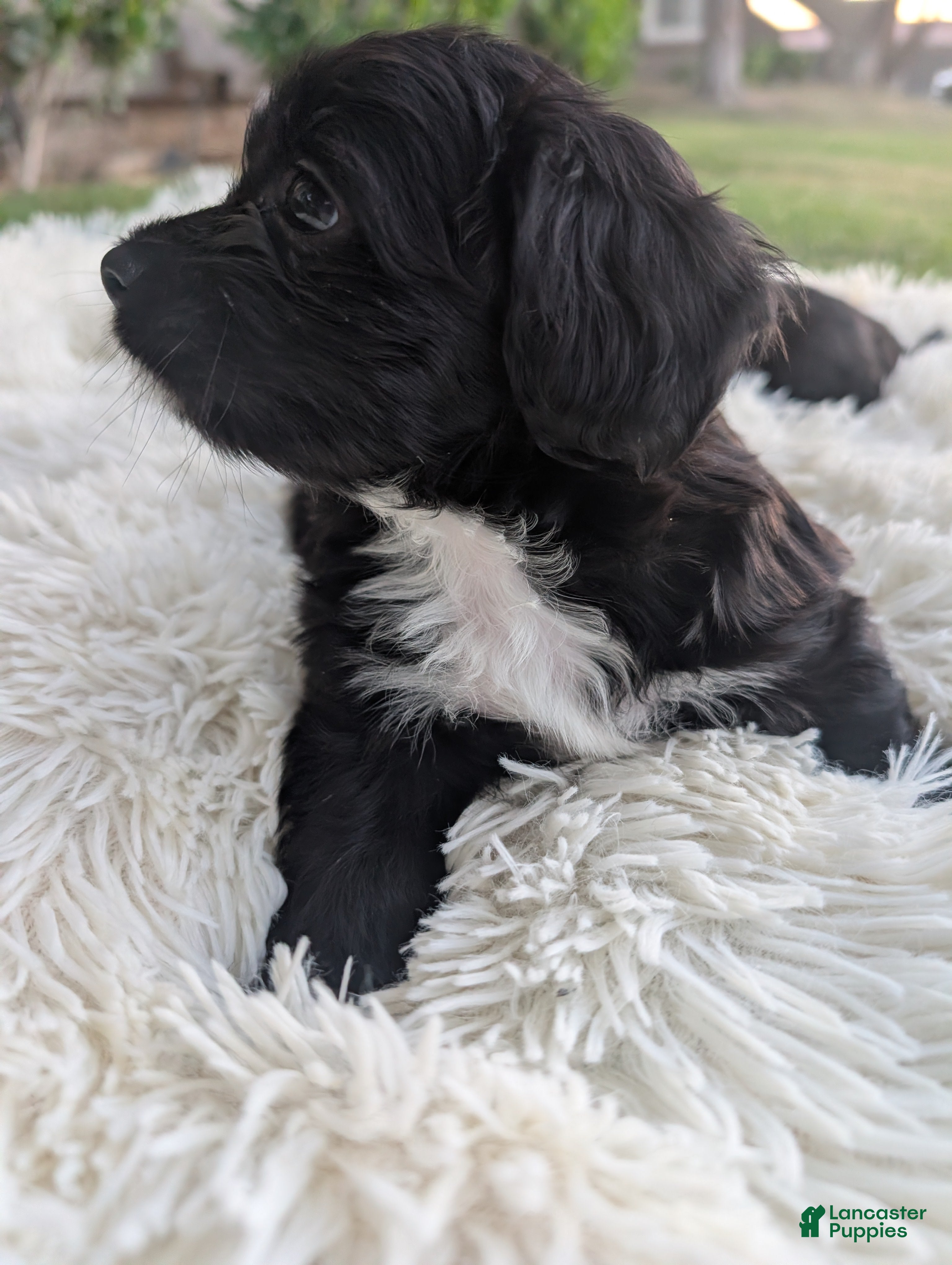 Mixed Breed dogs Mixed Breed 7 - Ad 28