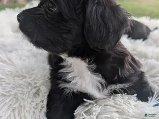 Mixed Breed dogs Mixed Breed 7 - Ad 28