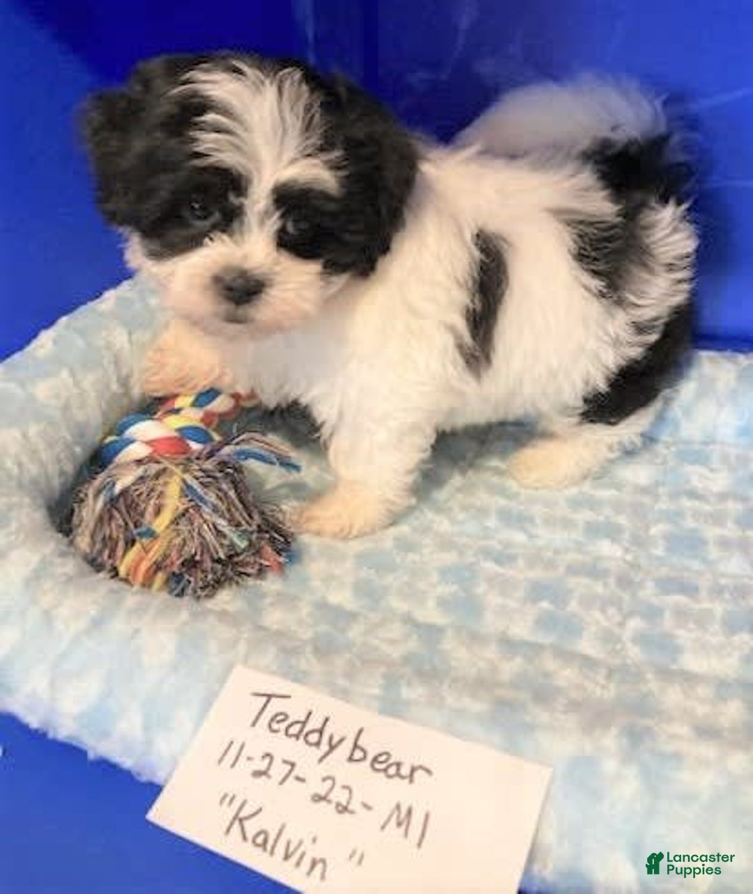 Gallery Image {{count}}