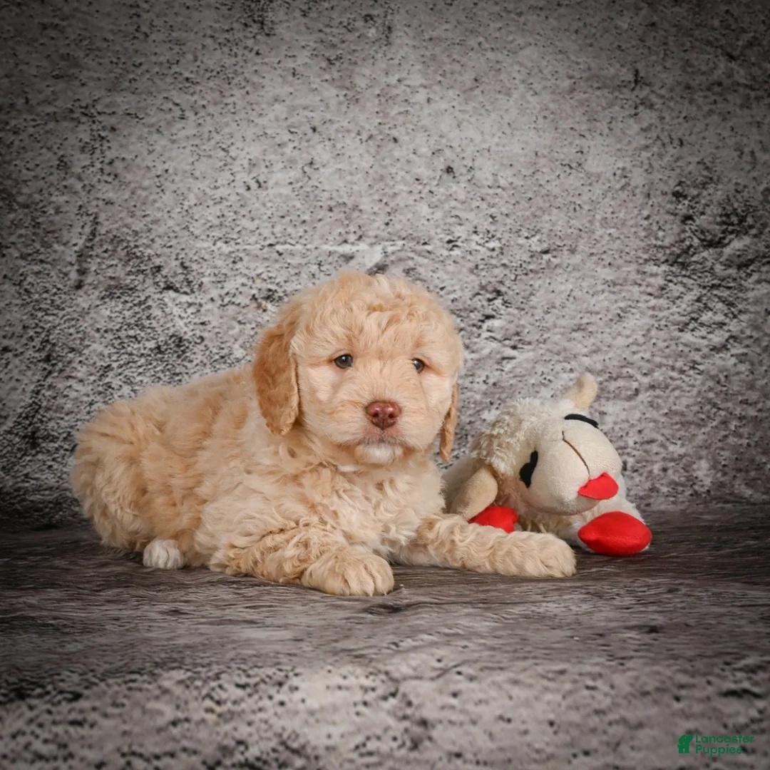 Mini Goldendoodle dogs for sale: Marley - Ad 7