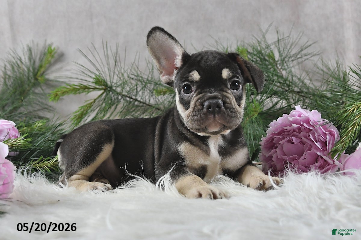 French Bulldog dogs Henrick - Ad 2