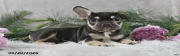French Bulldog dogs for sale: Henrick - Ad 7