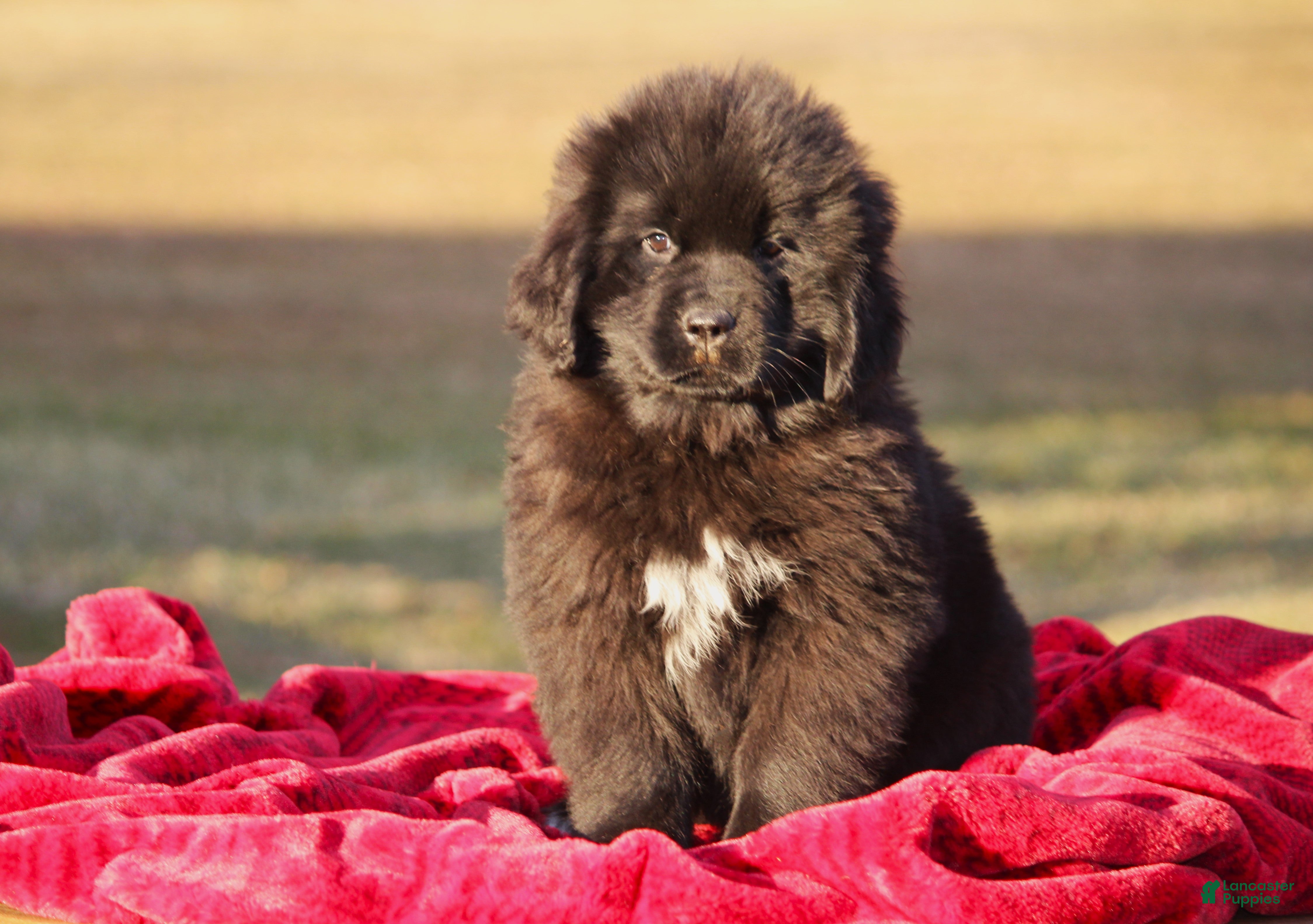 Newfoundland dogs Paris - Ad 3