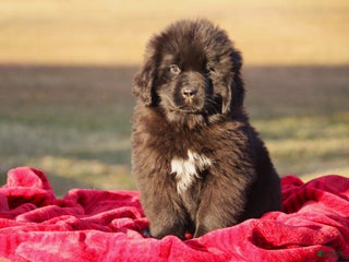 Newfoundland dogs Paris - Ad 3