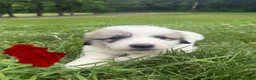Great Pyrenees dogs for sale: Red - Ad 1
