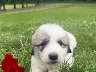 Great Pyrenees dogs Red - Ad 9