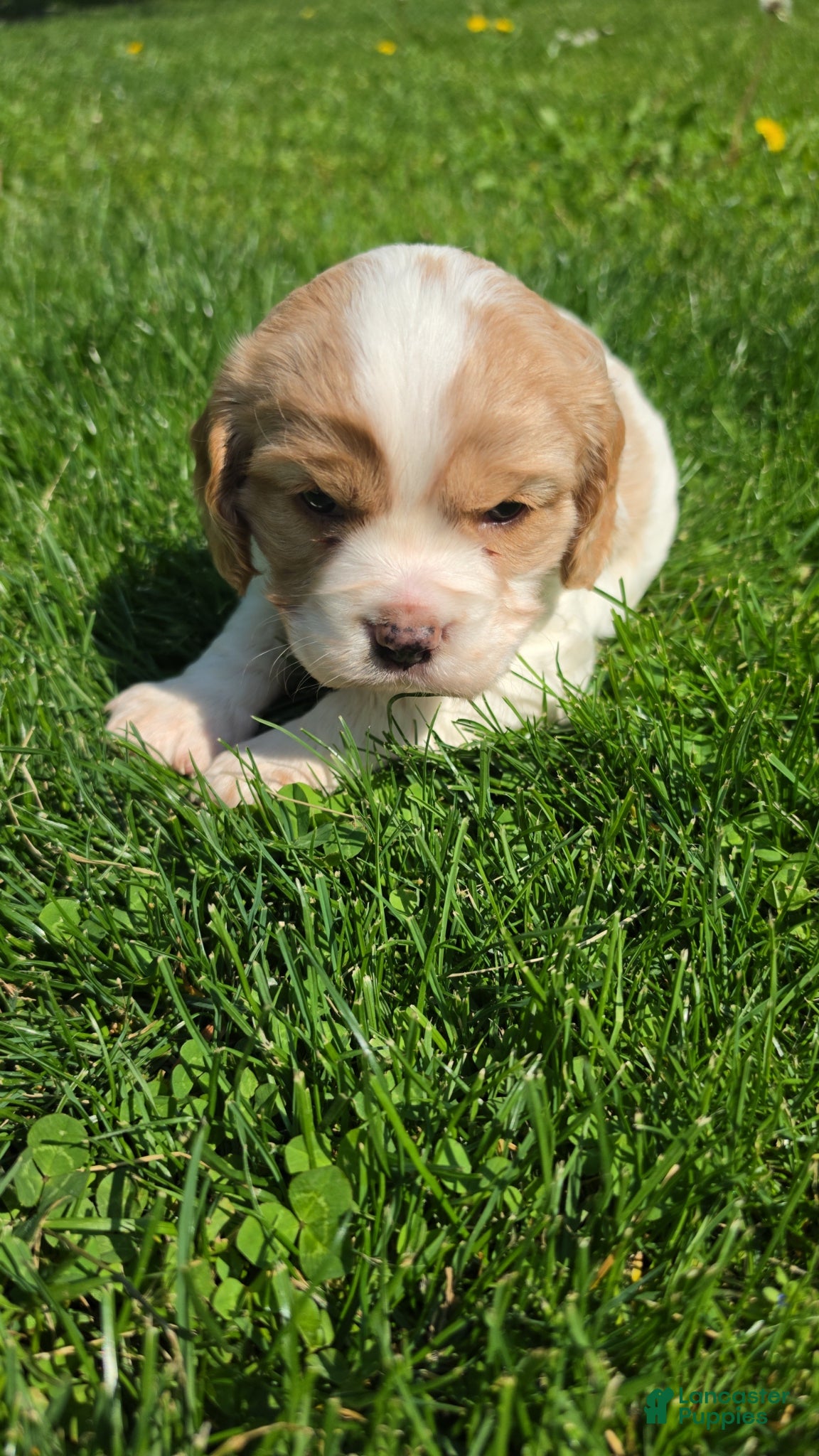 Cavalier King Charles Spaniel dogs Cavalier King Charles Spaniel Puppy 3 Dotty - Ad 30