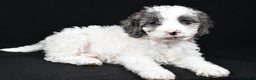 Cockapoo dogs for sale: Rowen - Ad 7