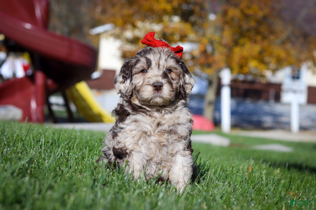 Newfypoo dogs for sale: Bella - Ad 2