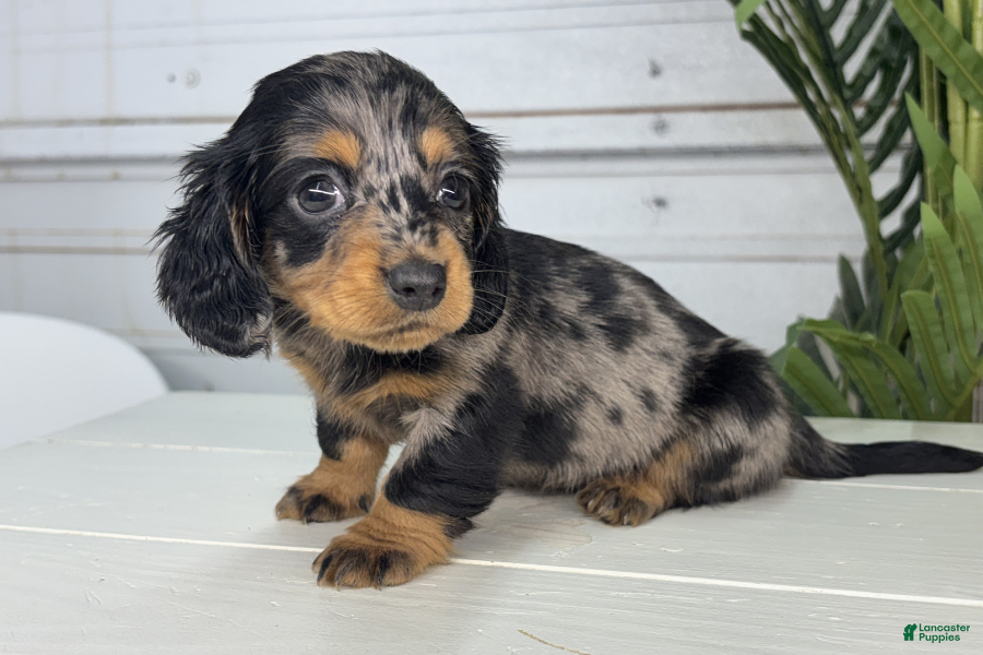 Miniature Dachshund dogs Rosa - Ad 41