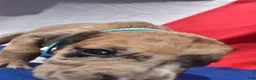 Great Dane dogs for sale: Great Dane - Turquoise Collar - Fawn Merle (Scooby Doo) - Ad 6