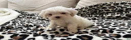 Maltipoo dogs for sale: Magnolia  - Ad 5