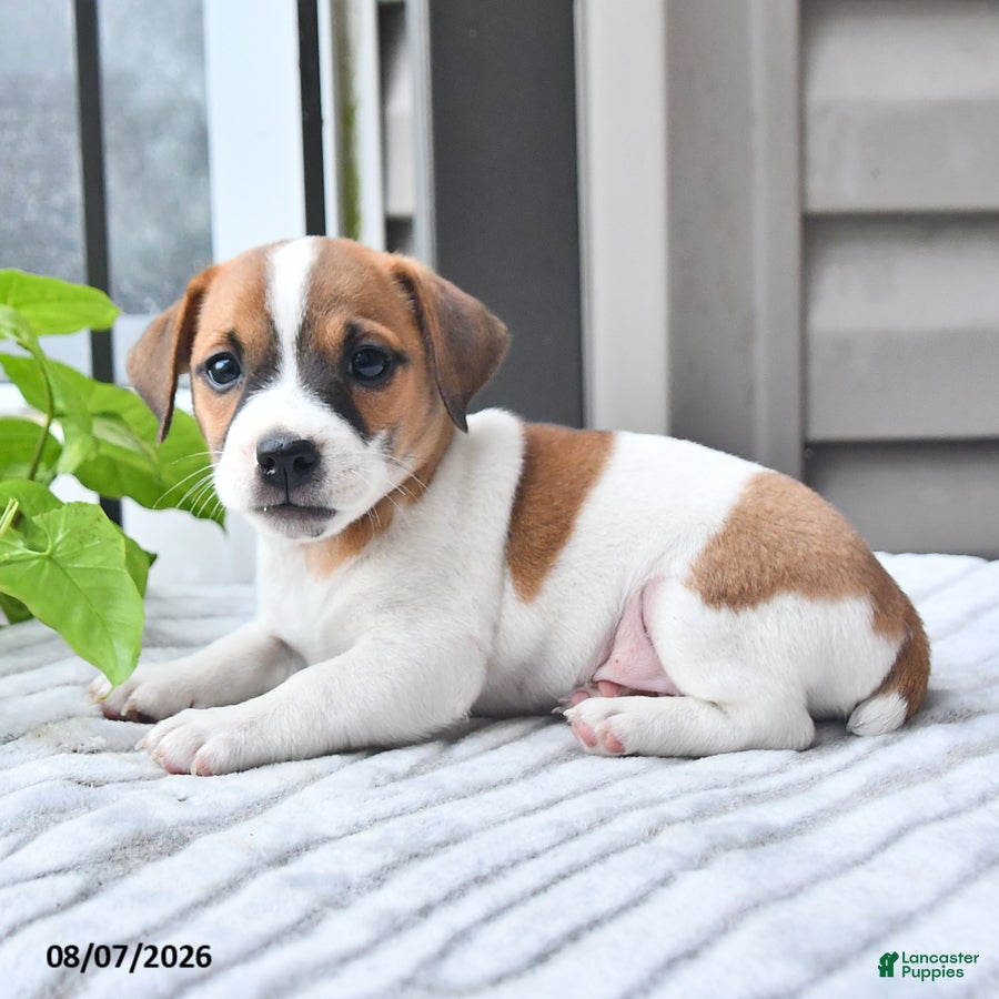 Jack Russell Terrier dogs Winston - Ad 2