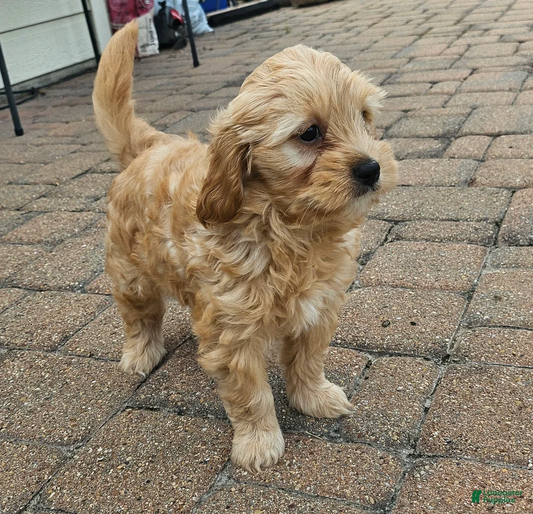 Cavapoo dogs for sale: Peanut🥜 - Ad 2
