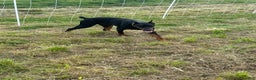 Doberman Pinscher dogs for stud: RIPP  - Ad 2