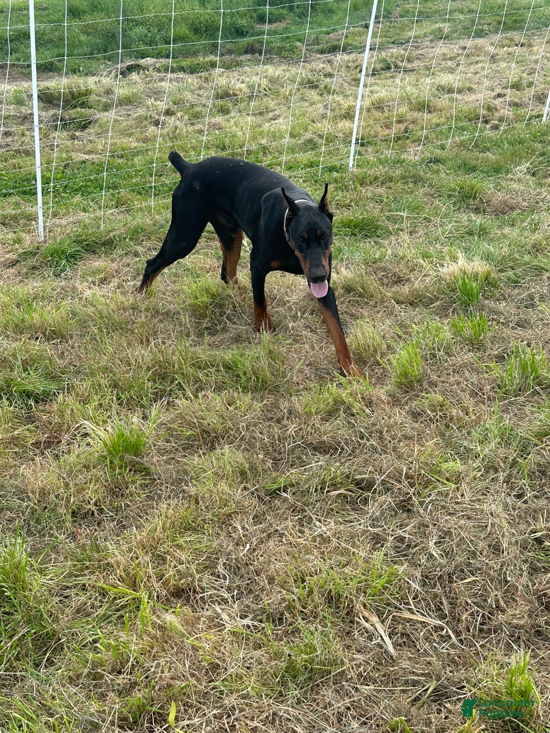 Doberman Pinscher dogs for stud: RIPP  - Ad 2