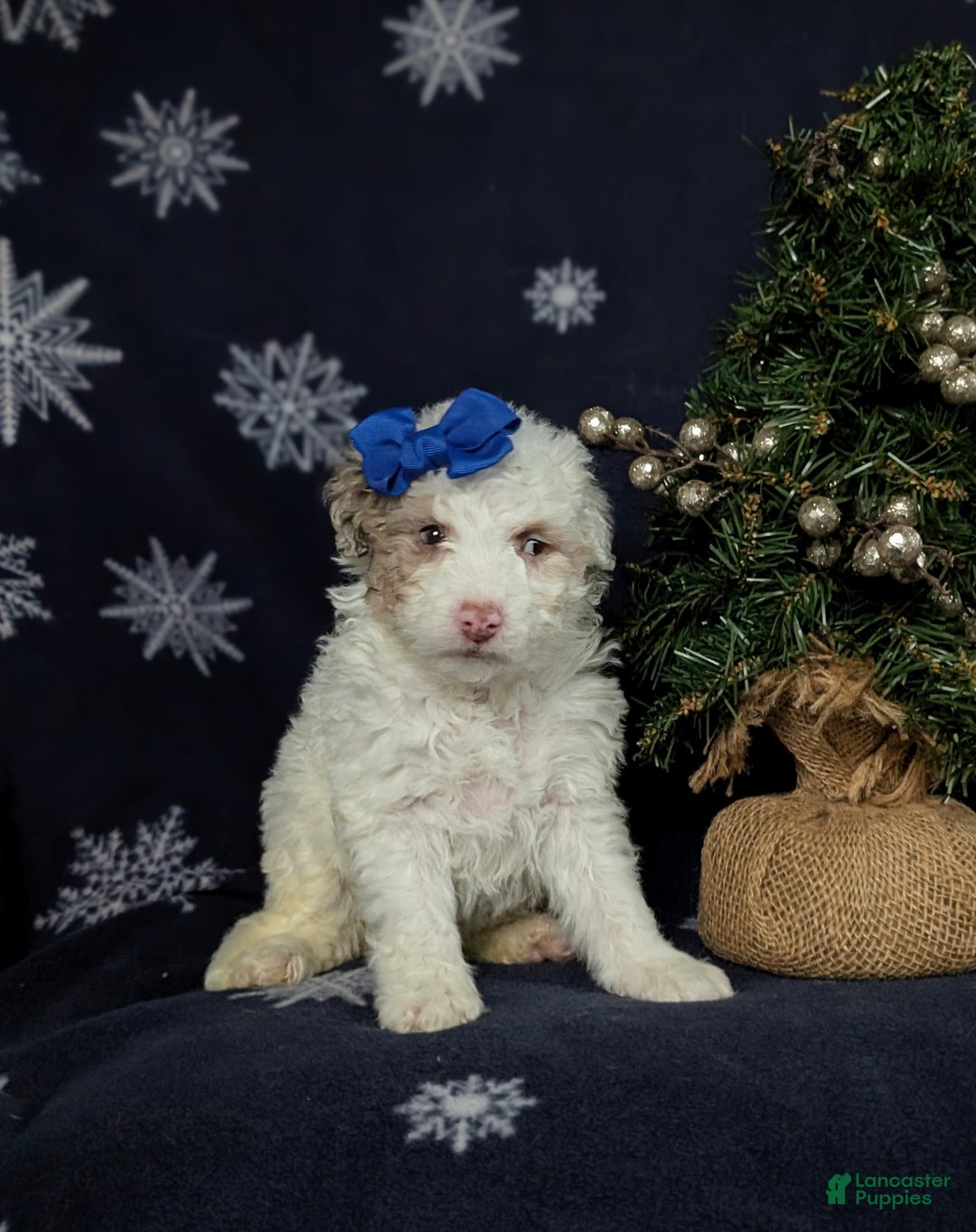 Mini Bernedoodle dogs for sale: Becca Hypoallergenic Ready for Christmas - Ad 3