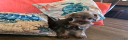 Miniature Schnauzer dogs for sale: Pamela - Ad 3