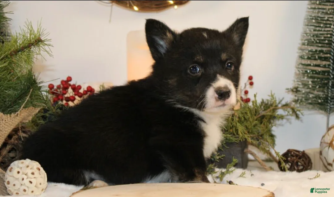 Welsh Corgi Pembroke dogs for sale: Bubba - Ad 4