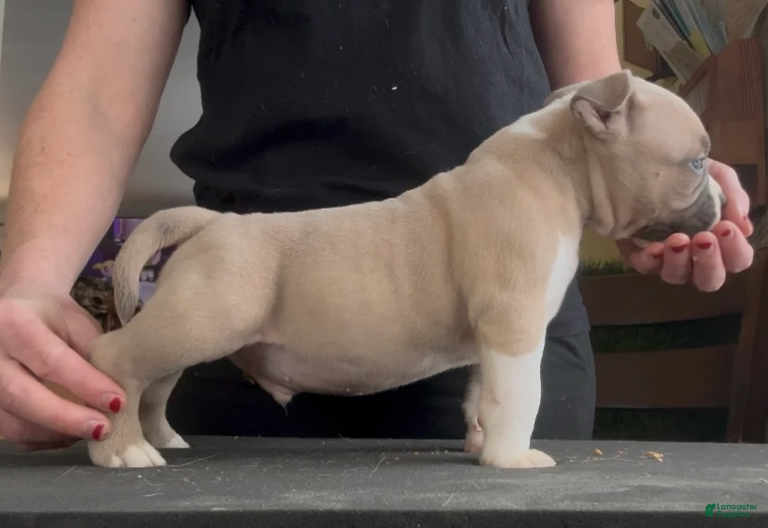 American Bully dogs for sale: Fawn Male  - Ad 4